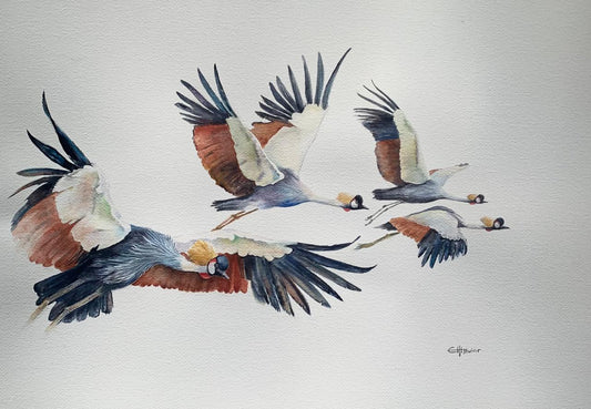Flight Symphony ( Grey Crowned Cranes)